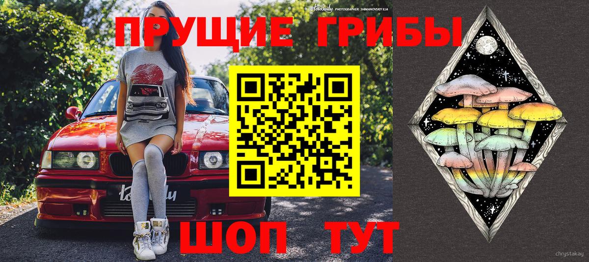 Димитровград  Галлюциногенные грибы Psilocybine cubensis  Вход с VPN 